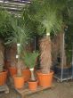 Trachycarpus 100er; 30er; 15er Stamm.JPG